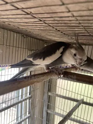 Cockatiel Bird