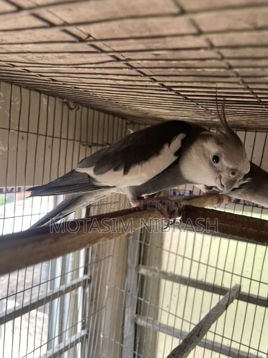 Cockatiel Bird