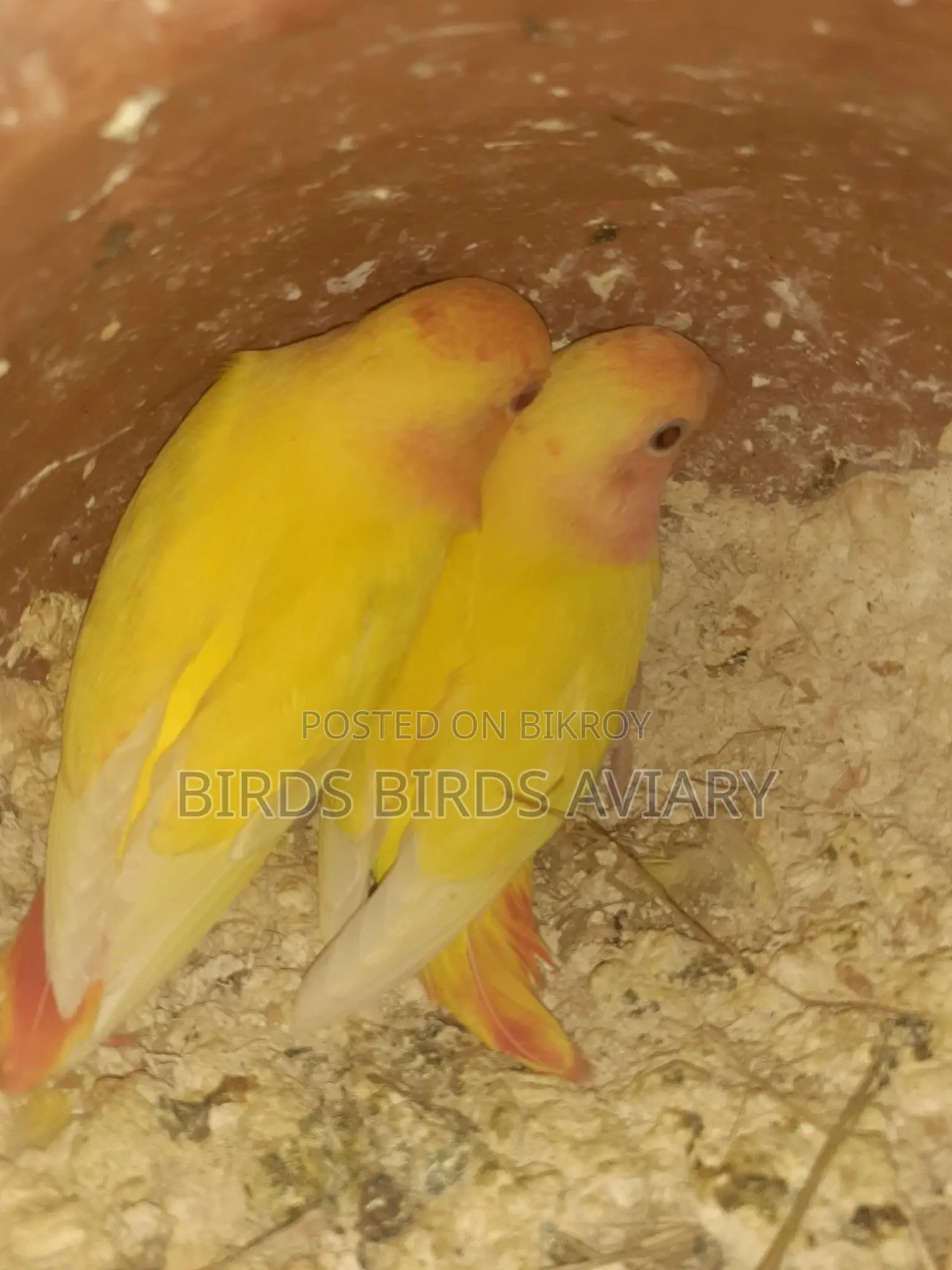 Love Birds Self-Feeding