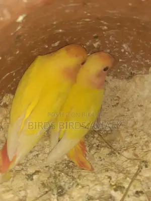 Love Birds Self-Feeding