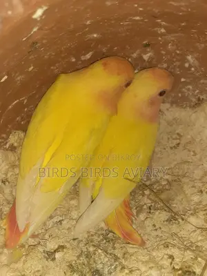 Love Birds Self-Feeding
