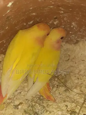 Love Birds Self-Feeding