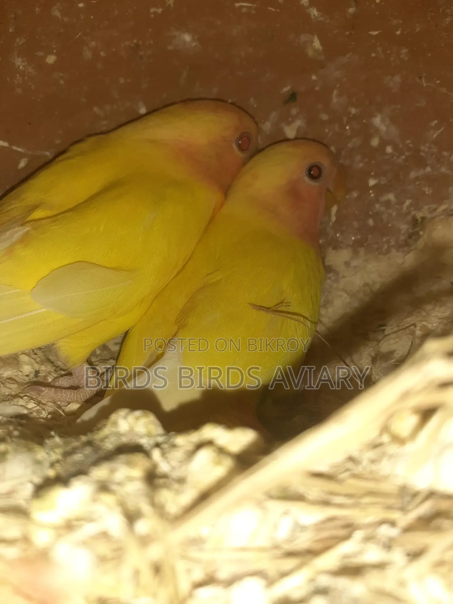 Love Birds Self-Feeding