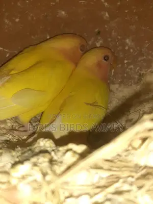 Love Birds Self-Feeding