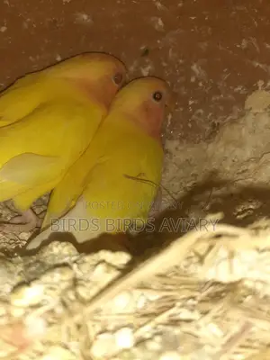 Love Birds Self-Feeding