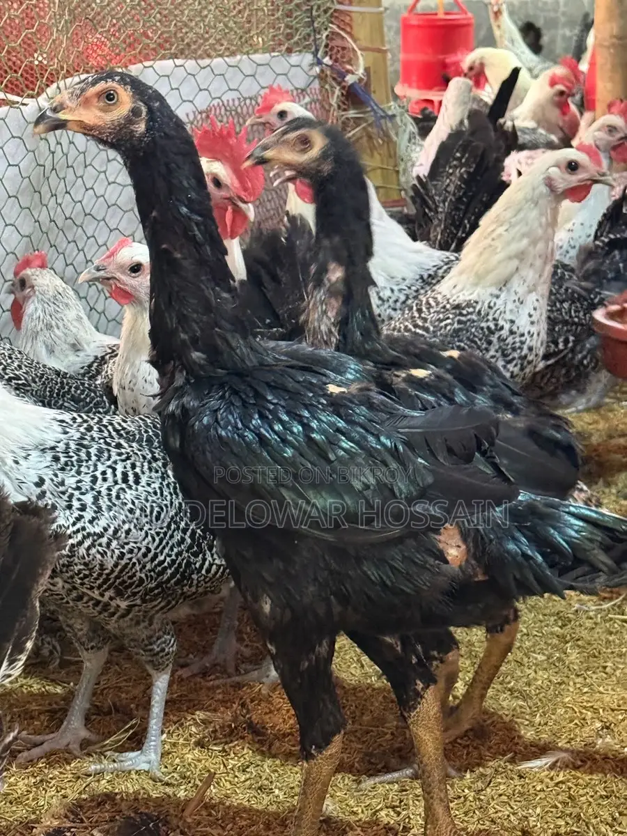 A pair of authentic chickens