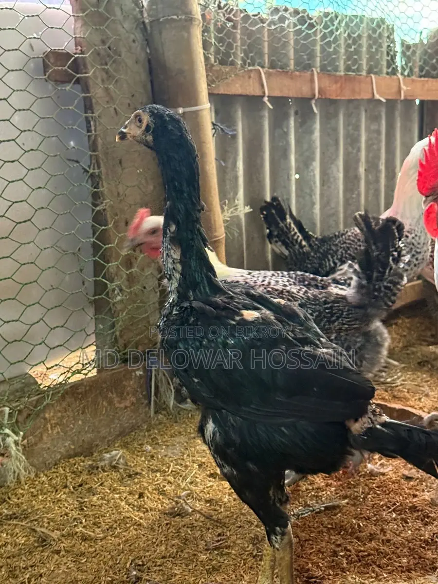 A pair of authentic chickens