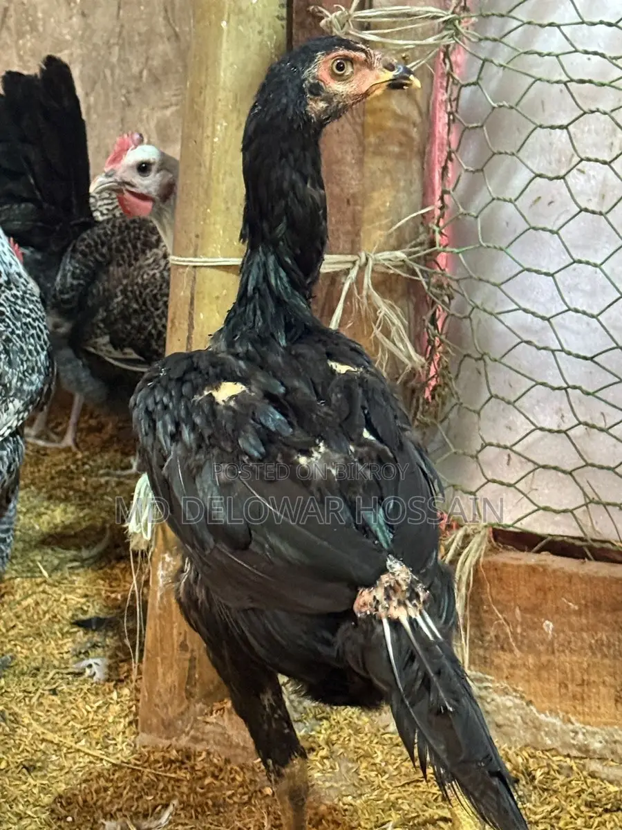 A pair of authentic chickens