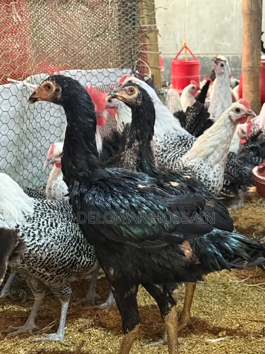 A pair of authentic chickens