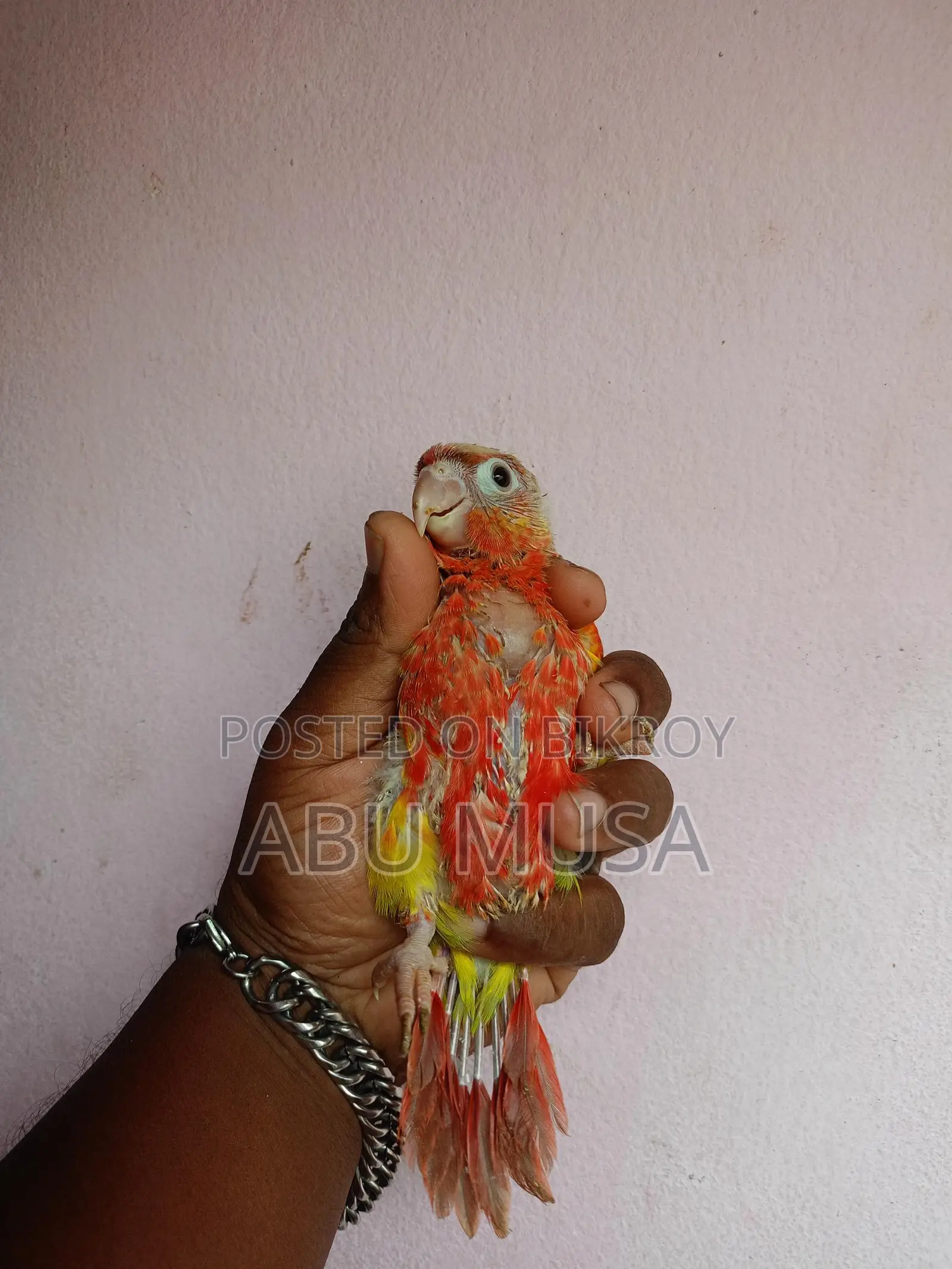 Double Red Factor Pineapple Conure