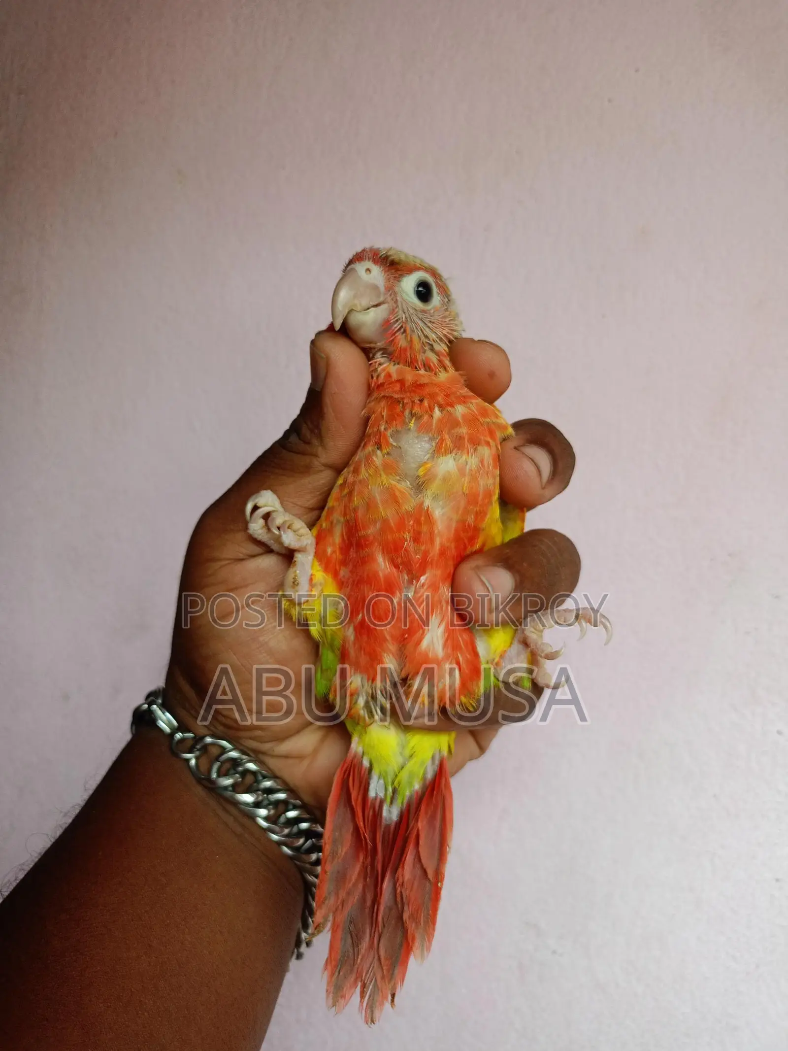 Double Red Factor Pineapple Conure