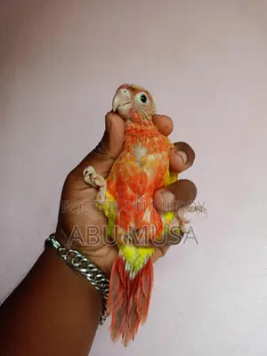 Double Red Factor Pineapple Conure