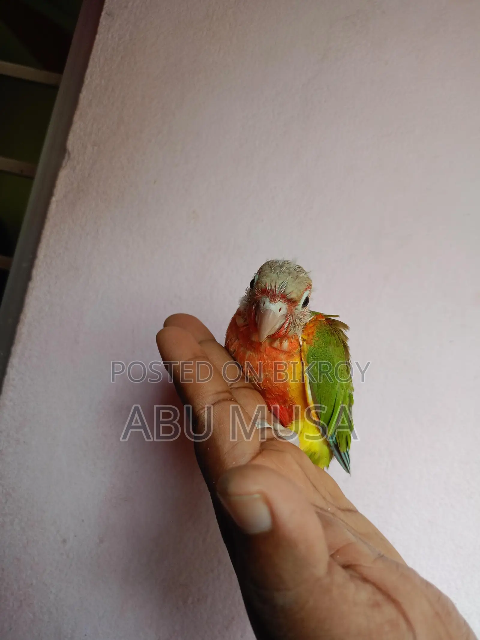 Double Red Factor Pineapple Conure