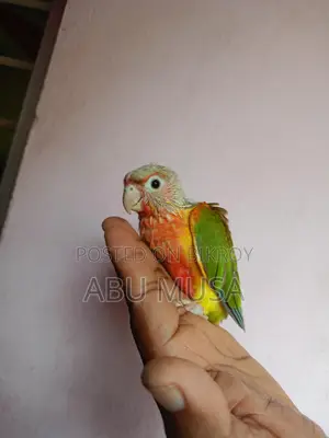Double Red Factor Pineapple Conure