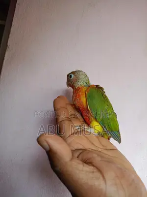 Double Red Factor Pineapple Conure