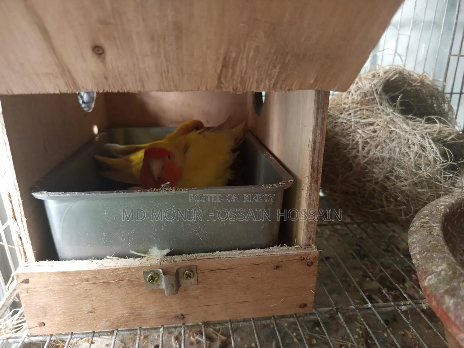 Pair of Lovebirds with 6 Running Eggs for Sale