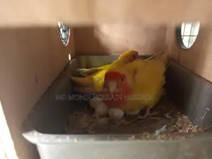 এক জোড়া লাভবার্ডস পাখি ৬ টা রানিং ডিম সহ বিক্রিয় হবে।