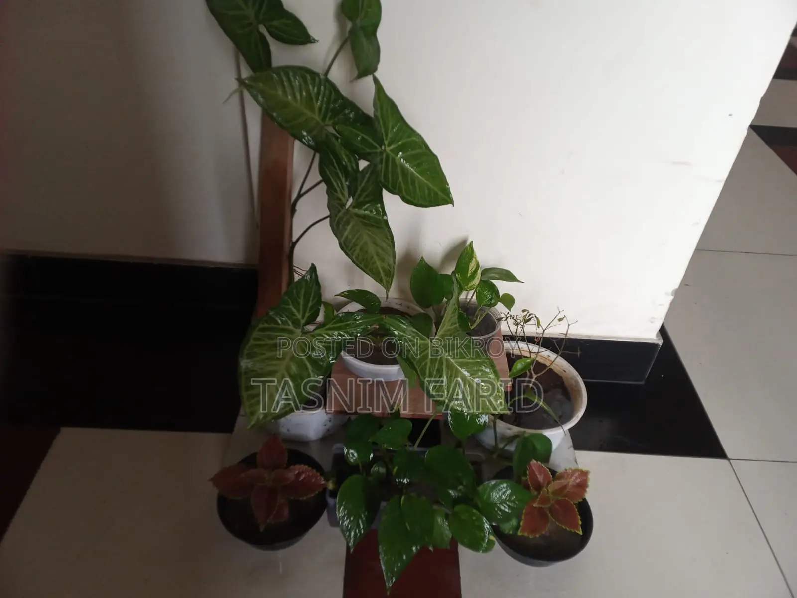 All plants for sale together.