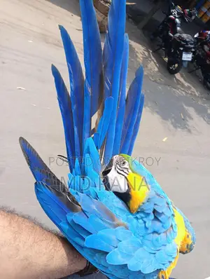 Blue Gold Macaw