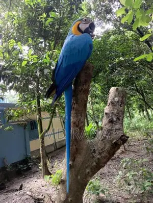 Blue Gold Macaw