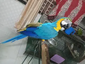 Blue Gold Macaw