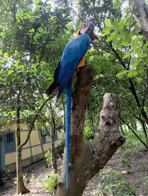 Blue Gold Macaw