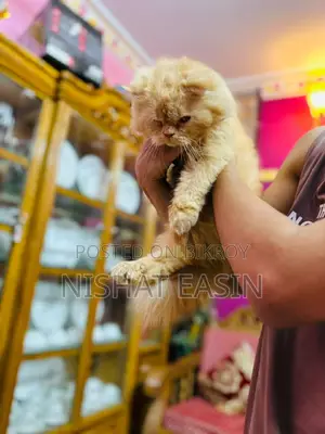 Persian Cat