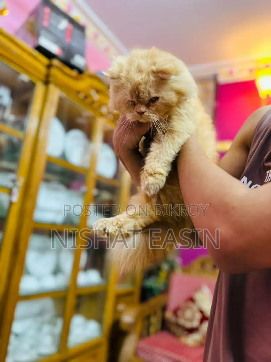 Persian Cat