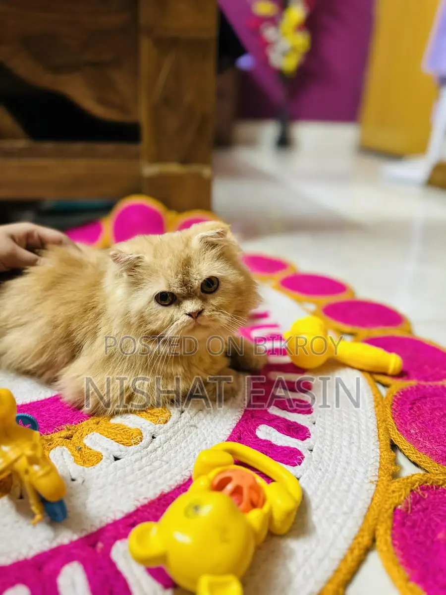 Persian Cat