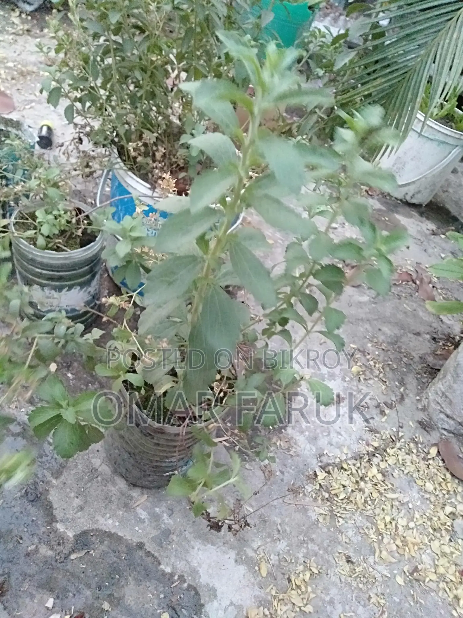 স্টিভিয়া চিনি
