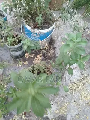 স্টিভিয়া চিনি