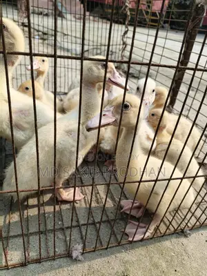 White Chinese Ducklings