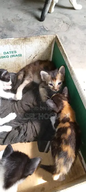 দেশি ভালো জাতের বিড়াল