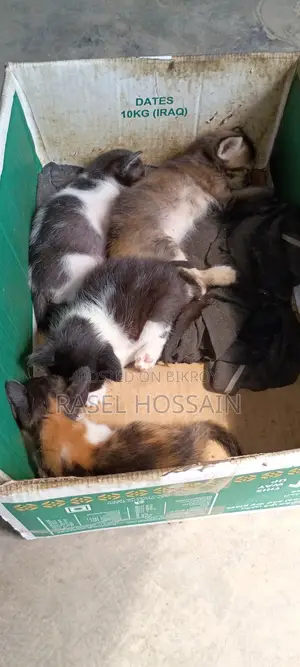 দেশি ভালো জাতের বিড়াল