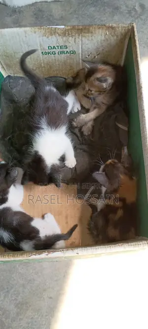 দেশি ভালো জাতের বিড়াল