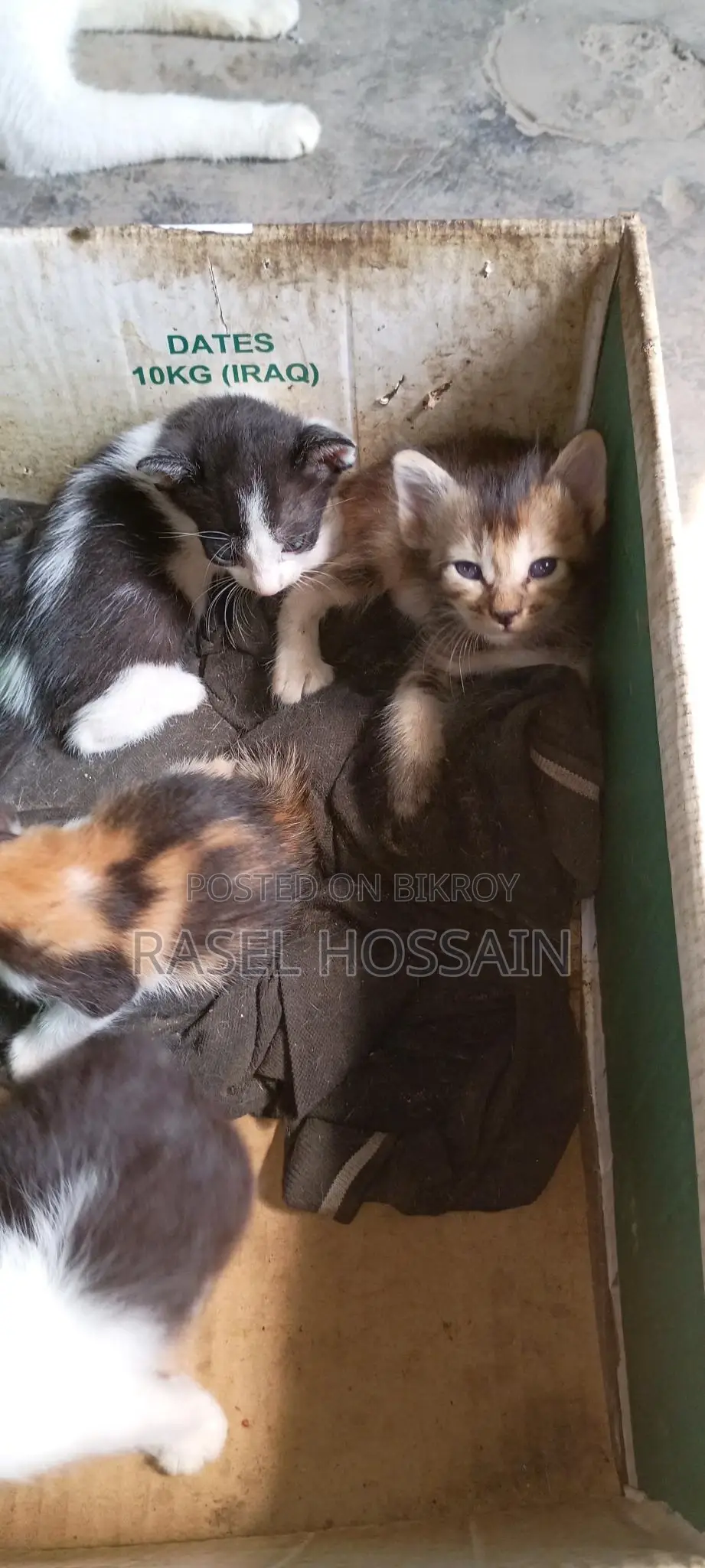 দেশি ভালো জাতের বিড়াল