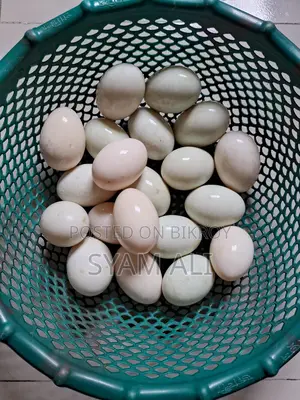বাড়ির পোষা হাসঁ এর ডিম