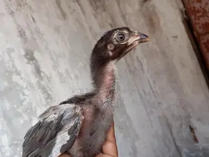আসিল বাচ্চা