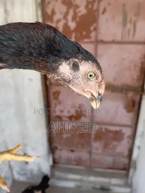 আসিল বাচ্চা
