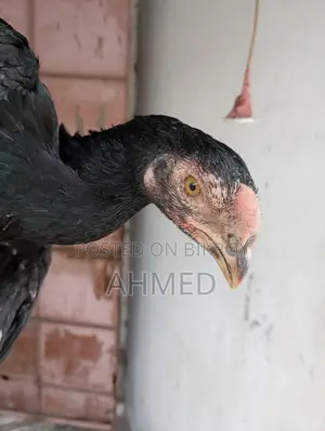 আসিল বাচ্চা