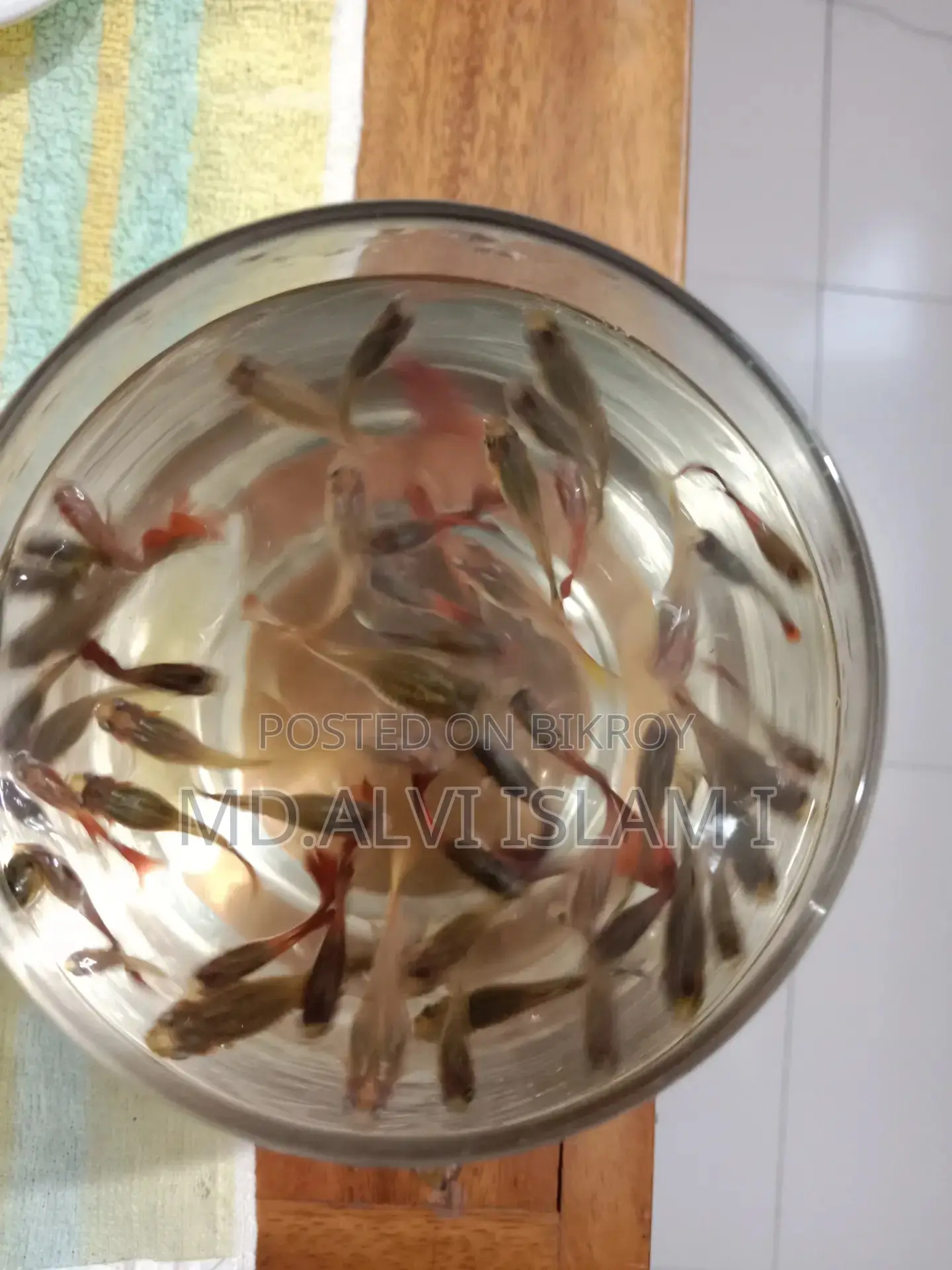 Some Running Guppy Fish for Sale