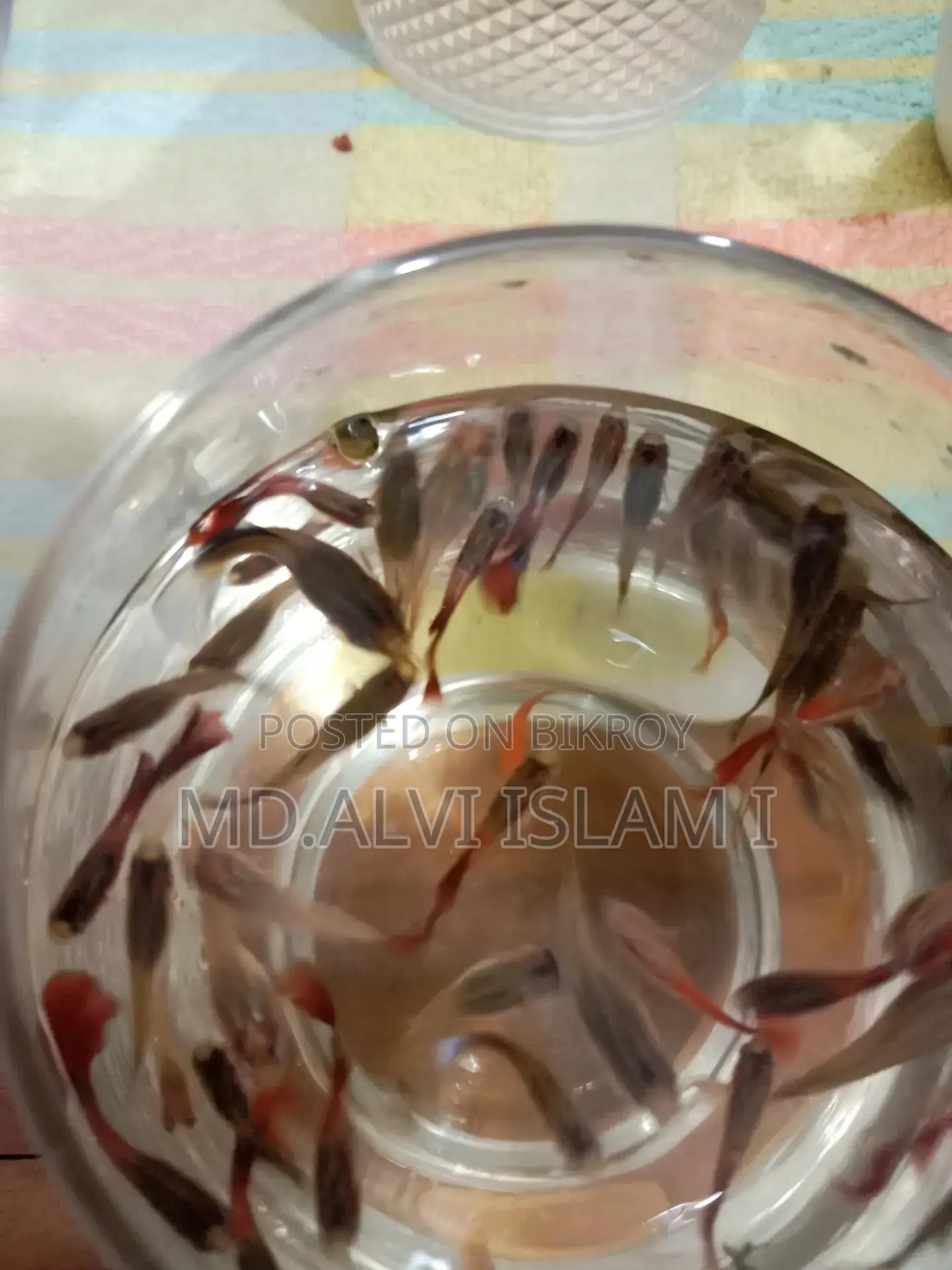 Some Running Guppy Fish for Sale