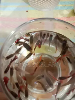 Some Running Guppy Fish for Sale