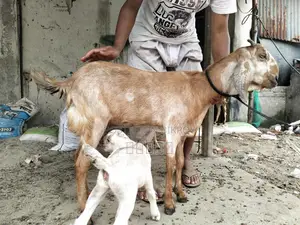Goat with kid.