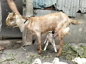 Goat with kid.