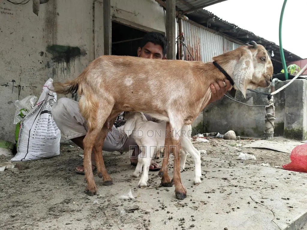 Goat with kid.