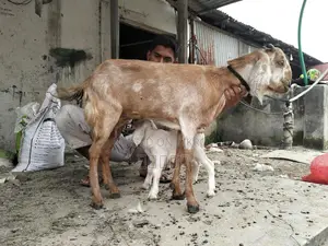 Goat with kid.