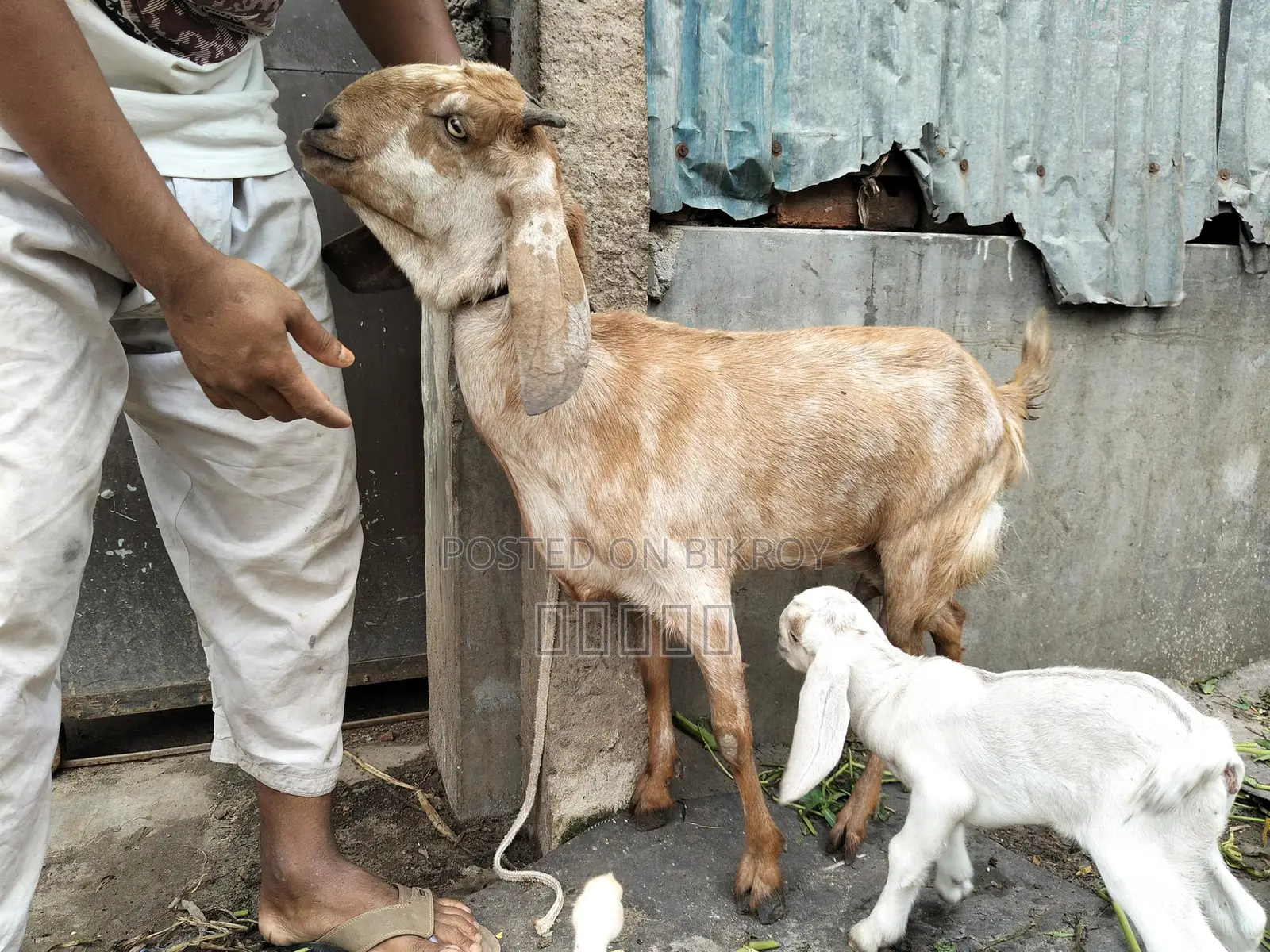 Goat with kid.