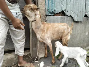 Goat with kid.