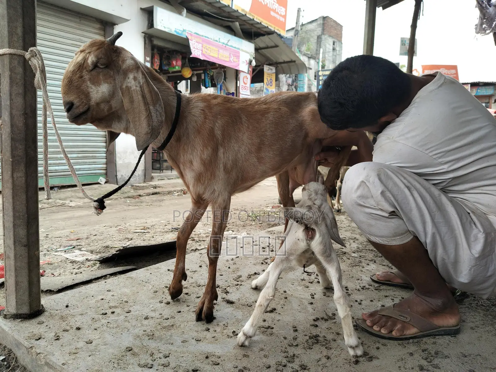 Goat with kid.
